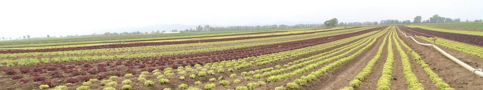 Salatanbau im Feld © Dienstleistungszentren Ländlicher Raum